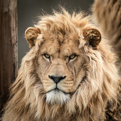 Portrait of a lion in the forest © AB Photography