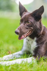 Brown Border Collie sitting in the garden. Dog outdoor portrait
