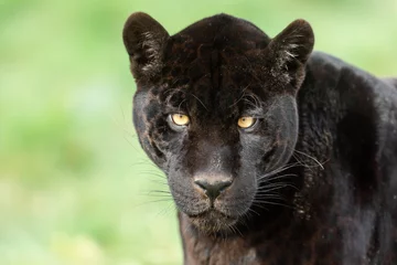 Gordijnen Portrait of a black jaguar in the forest © AB Photography