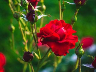 Bush rose in summer in the garden, Russia