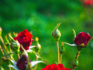 Bush rose in summer in the garden, Russia