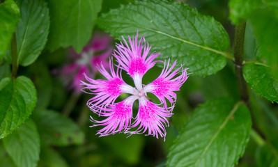 Pink Fringed Dianthus Superbus.Botanist Theophrastus gave these flowers the genus name Dianthus,...