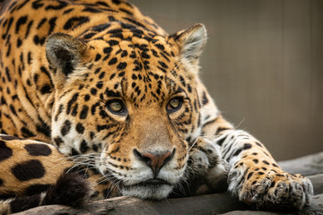 Fototapeta na wymiar Portrait of a jaguar in the forest