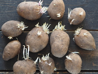 Agriculture, sprouted potatoes on a dark background. Ready for planting in the soil.