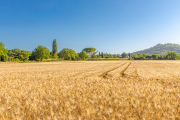 Summer landscape with wheat field, agriculture countryside view. Colorful landscape, sunny day