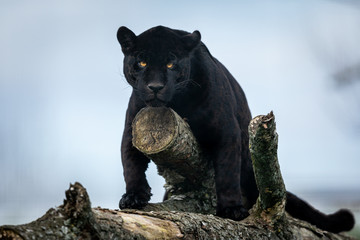 Portrait of a black jaguar in the forest