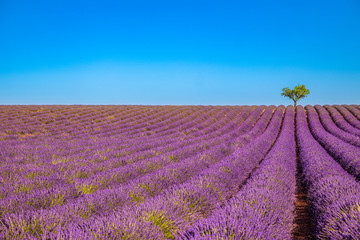 Naklejka premium Tranquil floral panorama, flower field landscape. Lavender field summer sunset landscape near Valensole. Provence,France