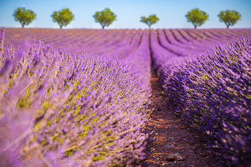 Fototapeta na wymiar Dream landscape. Blurred trees in lavender field, blooming floral background. Tranquil view of summer field landscape, meadow flowers