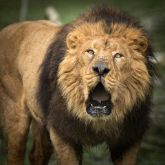 Roar of an Asian lion
