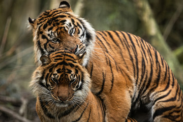 Fototapeta na wymiar mating of two tigers in the forest