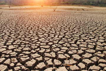 The drought land texture in Thailand. Skull animal on dry land.