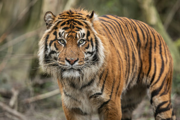 Fototapeta na wymiar Portrait of a tiger in the forest