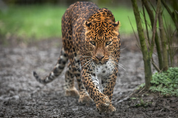Fototapeta premium Panther in the forest