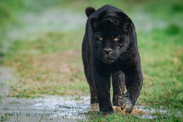 Portrait of a black jaguar in the forest