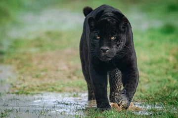 Fototapeten Porträt eines schwarzen Jaguars im Wald © AB Photography