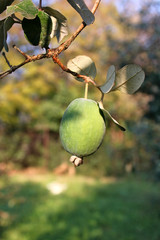 Ripe feijoa fruit on a branch (lat.Acca sellowiana)	
