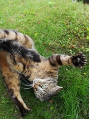dog lying on grass
