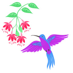Hummingbird bird isolate on a white background. Vector graphics.