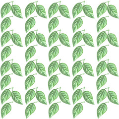 Naklejka na ściany i meble pattern beauty in nature green leaves freshness