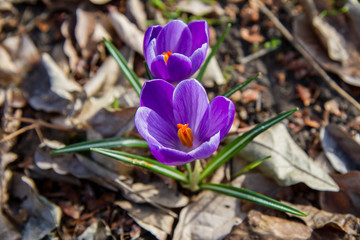 Purple Crocus flower blooming in early spring