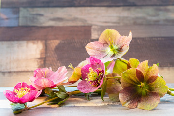 Background with Purple Helleborus orientalis or Christmas rose on a wooden background