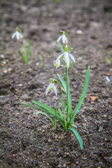 Snowdrops blooming in early spring
