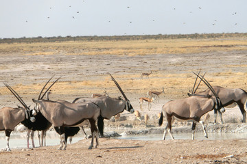 Fototapeta premium Oryx gazella