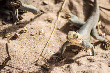 Lizard on a beach in Gambia, Agama Lizard
