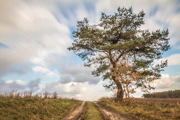 Obraz premium Tree in a field with a road in the middle, with clouds in a blue sky - long exposure