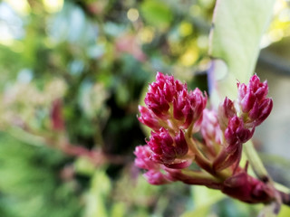 gros plan de fleurs au printemps