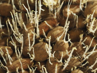 Agriculture, sprouted potatoes in the winter when stored in the basement. Ready for planting in the soil.