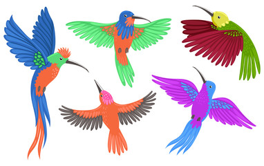 Hummingbird birds set isolated on white background. Vector graphics.