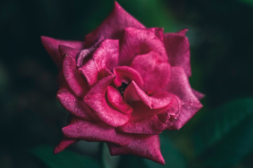 Single pink roses with water droplets after rain.