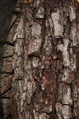 Obraz premium Wood bark texture closeup