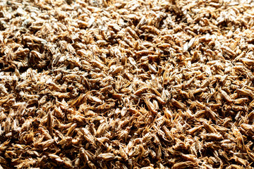 Dried crickets (Acheta Domesticus) closeup.