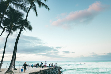palm tree on the beach