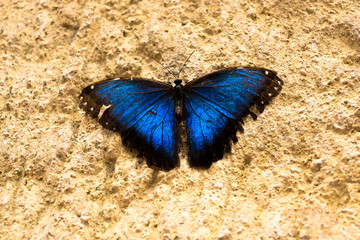 Fototapeta na wymiar Butterflys