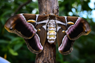Butterflys