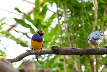 Tropical Bird