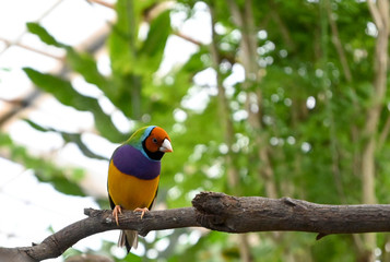 Tropical Birds