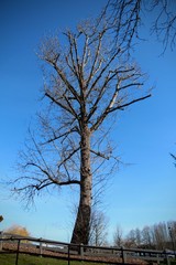 tree and sky