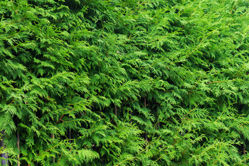 Green background made of fresh plants. Natural texture