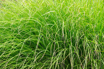Close up of green thuja trees growing in a row. Hedge made of of thujas