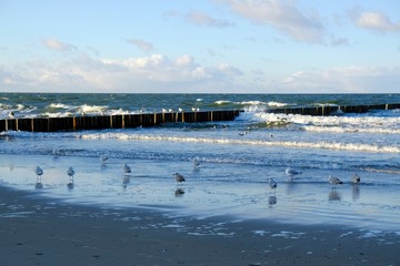Flock of seagulls standing on wet sand on beach of sea in sunset light. Waves crashing on the breakwater. Baltic Sea coast, Dziwnowek, Poland
