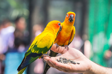 A beautiful colored parrot eating food in his hand