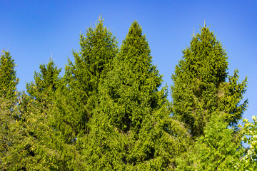 Forest landscape with fir trees over blue clear sky background
