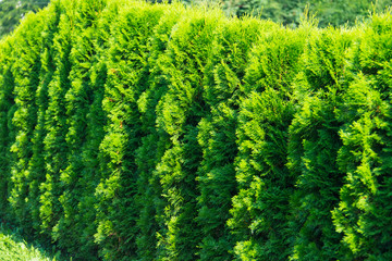 Close up of green thuja trees growing in a row. Hedge made of of thujas
