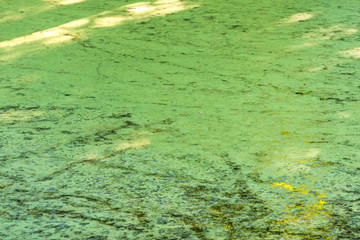 Close up of green swamp in the thic forest. Natural landscape