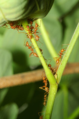 Close up red ant on stick tree in nature at thailand