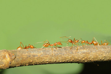 Close up group red ant on stick tree in nature at thailand